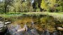 Gefahr aus dem Gartenteich: Wenn Goldfische zurPlage werden | BR24